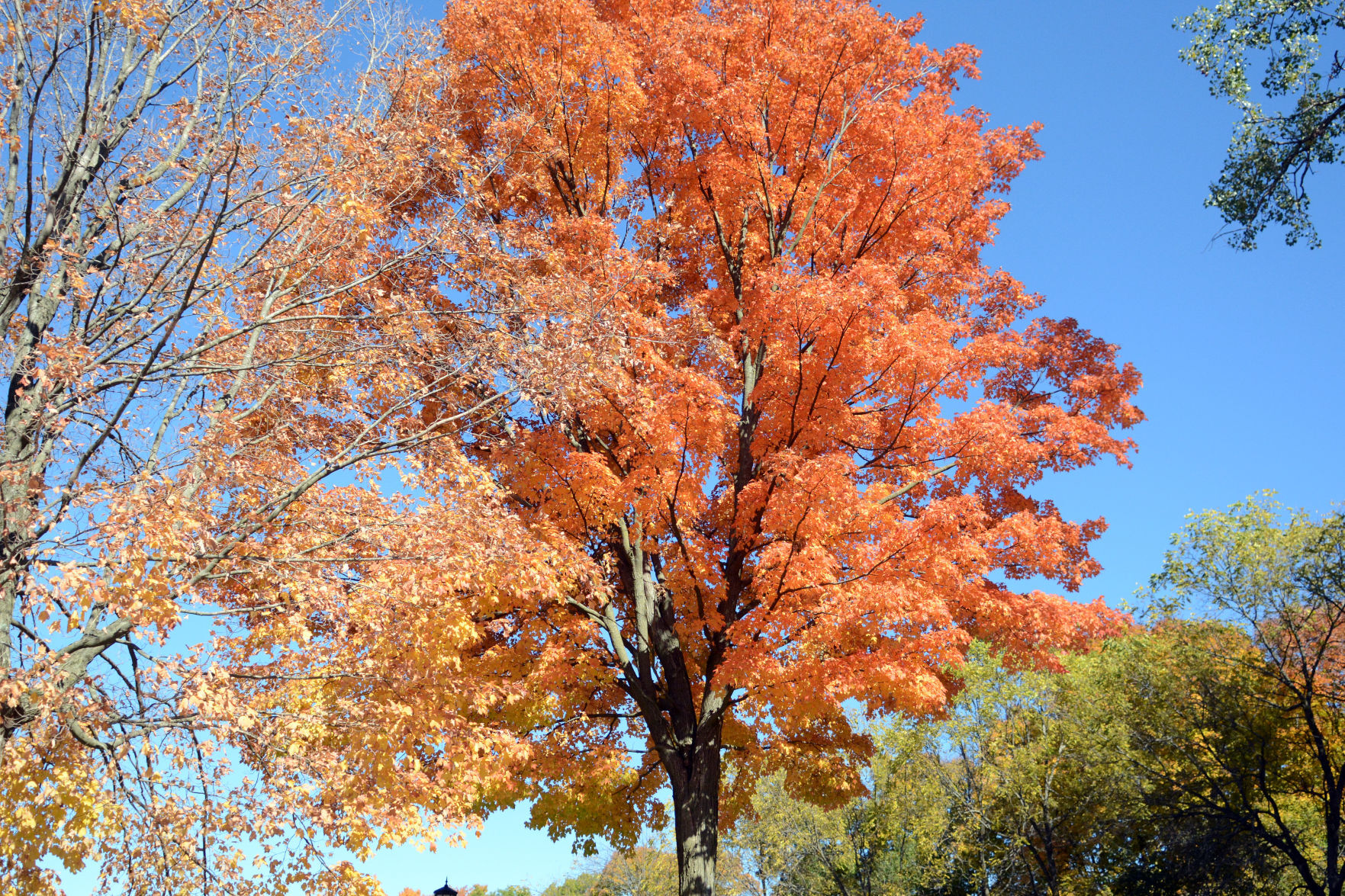 Baraboo area fall color, Oct. 8, 2020